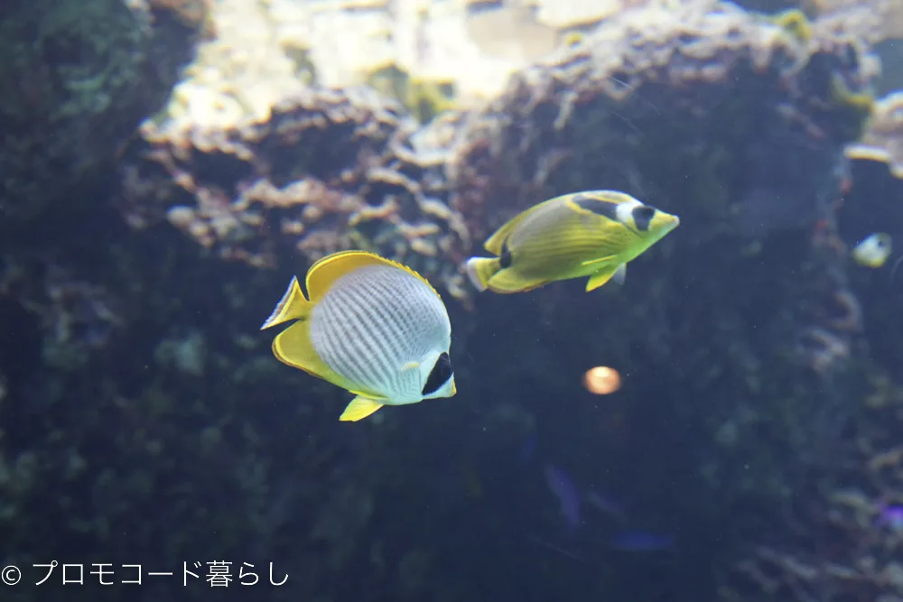 沖縄美ら海水族館