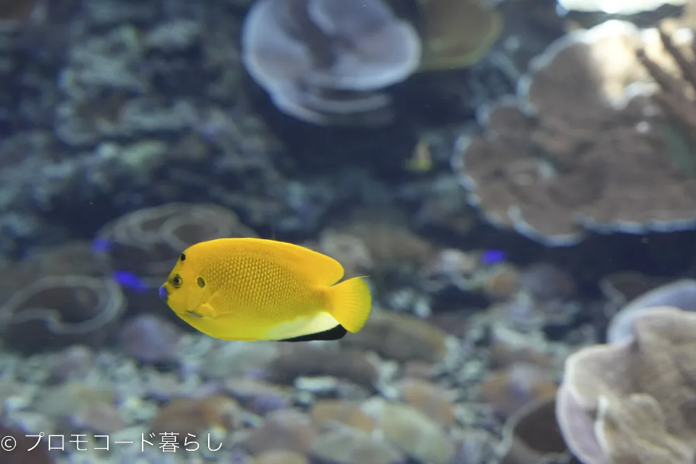 沖縄美ら海水族館