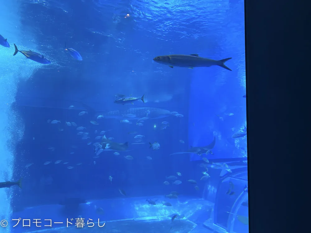 沖縄美ら海水族館