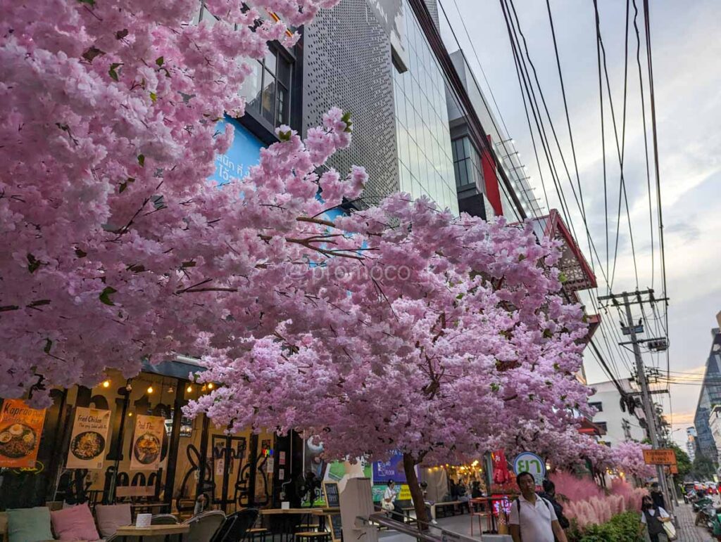 ドンキモールトンローの桜